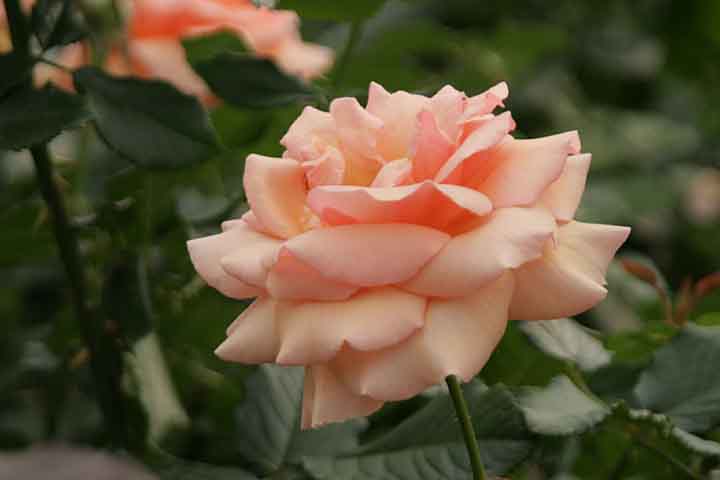 tOg AvRbg