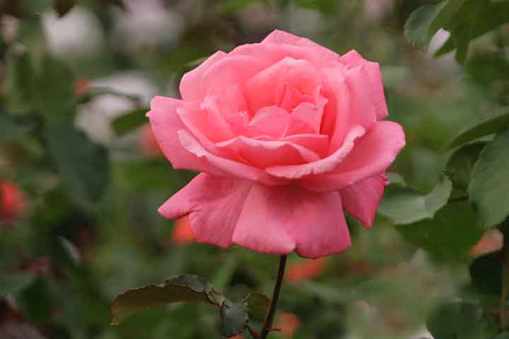 F