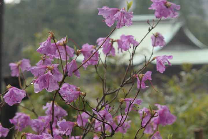 ゲンカイツツジ