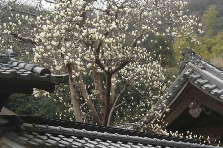 ハクモクレン