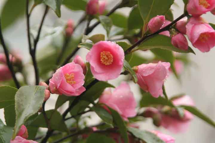 鎌倉の花---カメリア・ロゼフローラ---